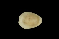 藏品(黃寶螺)的圖片